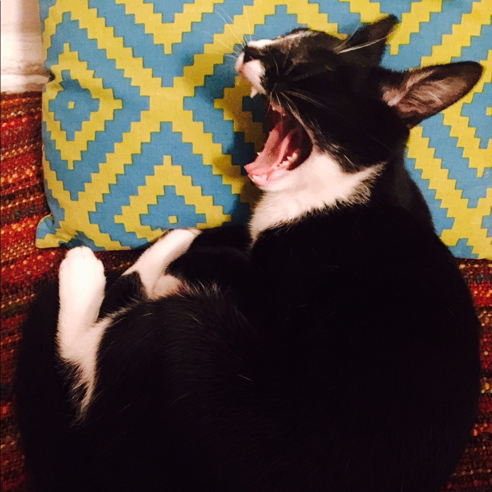 Meet your Posher, Simonetta